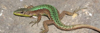 Anatolian Herpetology